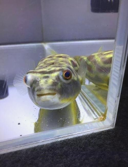 斑馬狗頭能和龍魚(yú)混養(yǎng)嗎圖片欣賞 斑馬狗頭能和龍魚(yú)混養(yǎng)嗎圖片欣賞 龍魚(yú)百科 第18張