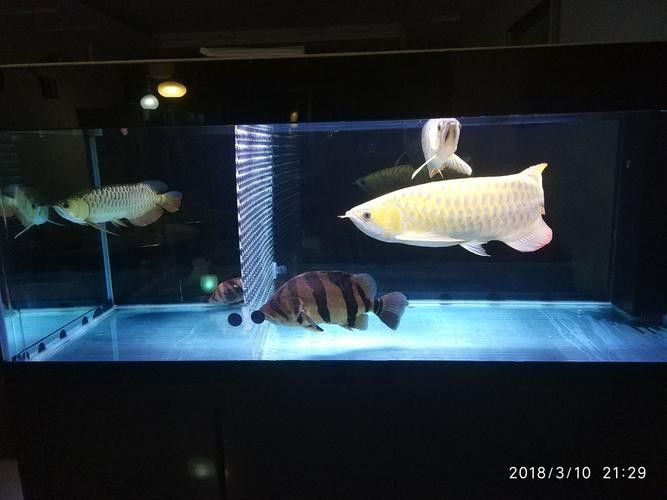 斑馬狗頭能和龍魚(yú)混養(yǎng)嗎圖片欣賞 斑馬狗頭能和龍魚(yú)混養(yǎng)嗎圖片欣賞 龍魚(yú)百科 第22張