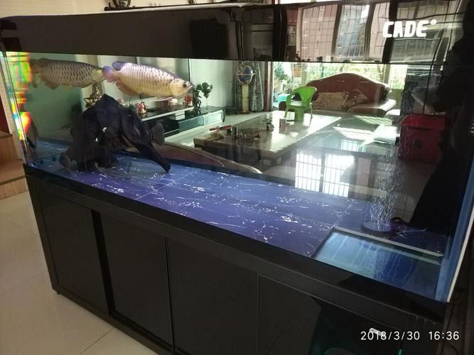 斑馬狗頭能和龍魚(yú)混養(yǎng)嗎圖片欣賞 斑馬狗頭能和龍魚(yú)混養(yǎng)嗎圖片欣賞 龍魚(yú)百科 第20張