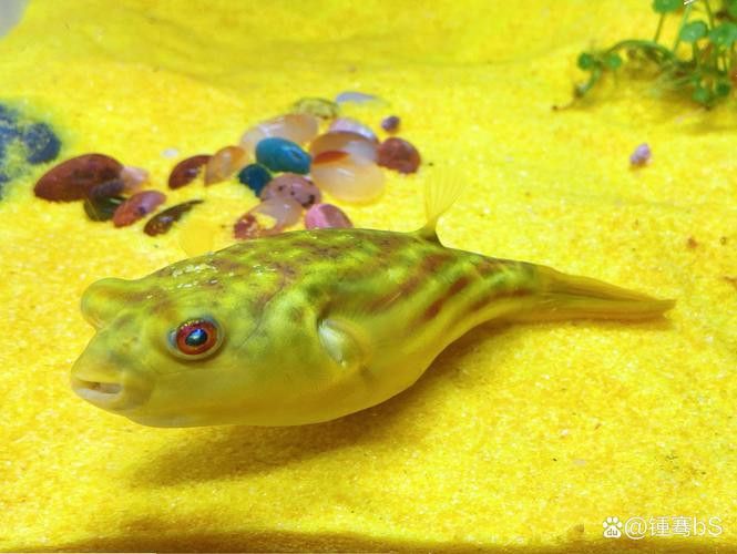 斑馬狗頭能和龍魚(yú)混養(yǎng)嗎圖片欣賞 斑馬狗頭能和龍魚(yú)混養(yǎng)嗎圖片欣賞 龍魚(yú)百科 第21張