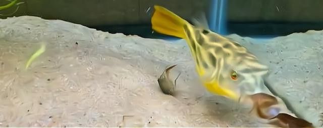 斑馬狗頭能和龍魚(yú)混養(yǎng)嗎圖片欣賞 斑馬狗頭能和龍魚(yú)混養(yǎng)嗎圖片欣賞 龍魚(yú)百科 第23張