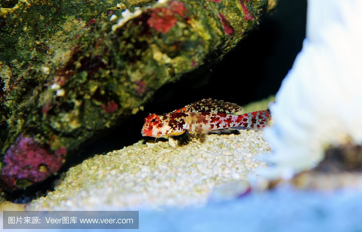 小龍魚怎么養 水位高低不一樣：小龍魚怎么養水位高低不一樣 小龍魚怎么養 水位高低不一樣：小龍魚怎么養水位高低不一樣 龍魚百科 第2張
