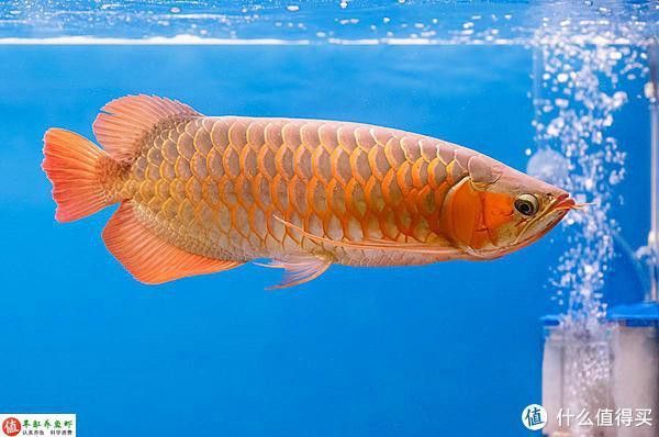 2條龍魚混養可以嗎