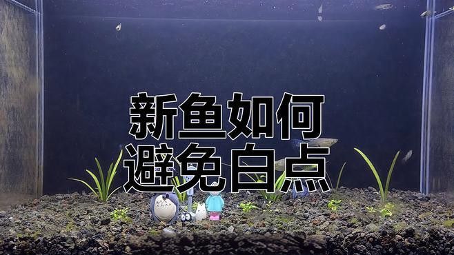如何預(yù)防古典金龍的白點(diǎn)病？ 如何預(yù)防古典金龍的白點(diǎn)病？ 龍魚(yú)百科 第2張