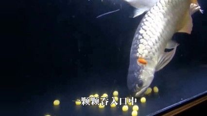 喂金龍魚的小魚通常是泥鰍,泥鰍營養豐富，營養更豐富：喂金龍魚的小魚是什么魚呢？ 喂金龍魚的小魚通常是泥鰍,泥鰍營養豐富，營養更豐富：喂金龍魚的小魚是什么魚呢？ 龍魚百科 第2張