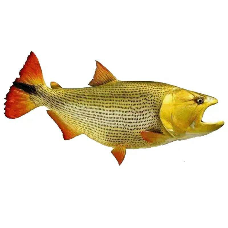 泰龐海鰱魚的繁殖周期多長？，泰龐海鰱魚的繁殖周期