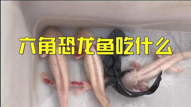 恐龍魚的食物是什么 恐龍魚的食物是什么 龍魚百科 第2張