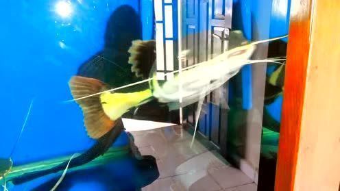 龍魚被吃掉了:龍魚為什么會被吃掉? 龍魚百科 第2張 龍魚被吃掉了:龍魚為什么會被吃掉? 龍魚被吃掉了:龍魚為什么會被吃掉? 龍魚百科 第2張