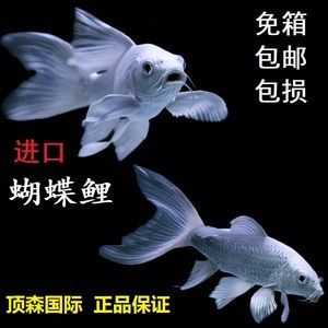 蝴蝶鯉 龍魚：蝴蝶鯉和龍魚可以一起混養嗎？
