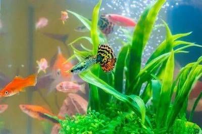 龍魚缸水質(zhì)怎么檢測：魚缸水質(zhì)檢測工具龍魚缸水質(zhì)檢測工具龍魚缸水質(zhì)檢測方法