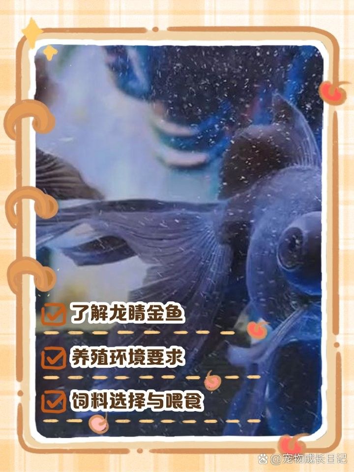 龍睛魚的最佳飼養溫度是多少？
