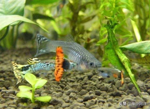 龍魚金魚混養：龍魚和金魚可以混養嗎？