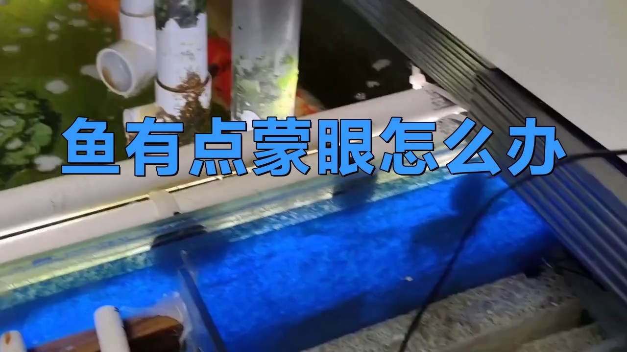 紅龍魚蒙眼期間如何保持水質(zhì)穩(wěn)定？ 紅龍魚蒙眼期間如何保持水質(zhì)穩(wěn)定？ 龍魚百科 第1張