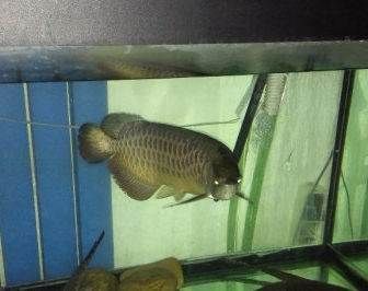 北京哪里有賣龍魚的地方啊多少錢,北京龍魚品種鑒賞知識:如何選擇信譽良好的商家購買龍魚 龍魚百科 第1張 北京哪里有賣龍魚的地方啊多少錢,北京龍魚品種鑒賞知識:如何選擇信譽良好的商家購買龍魚 北京哪里有賣龍魚的地方啊多少錢,北京龍魚品種鑒賞知識:如何選擇信譽良好的商家購買龍魚 龍魚百科 第1張