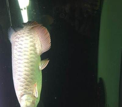 北京哪里有賣龍魚的地方啊多少錢,北京龍魚品種鑒賞知識:如何選擇信譽良好的商家購買龍魚 龍魚百科 第4張 北京哪里有賣龍魚的地方啊多少錢,北京龍魚品種鑒賞知識:如何選擇信譽良好的商家購買龍魚 北京哪里有賣龍魚的地方啊多少錢,北京龍魚品種鑒賞知識:如何選擇信譽良好的商家購買龍魚 龍魚百科 第4張