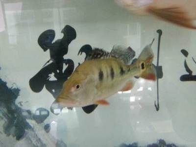 北京哪里有賣龍魚的地方啊多少錢,北京龍魚品種鑒賞知識:如何選擇信譽良好的商家購買龍魚 龍魚百科 第5張 北京哪里有賣龍魚的地方啊多少錢,北京龍魚品種鑒賞知識:如何選擇信譽良好的商家購買龍魚 北京哪里有賣龍魚的地方啊多少錢,北京龍魚品種鑒賞知識:如何選擇信譽良好的商家購買龍魚 龍魚百科 第5張