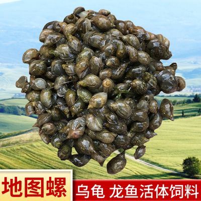 龍魚(yú)是否吃蝸牛（龍魚(yú)可以吃蝸牛嗎，） 龍魚(yú)是否吃蝸牛（龍魚(yú)可以吃蝸牛嗎，） 龍魚(yú)百科 第1張
