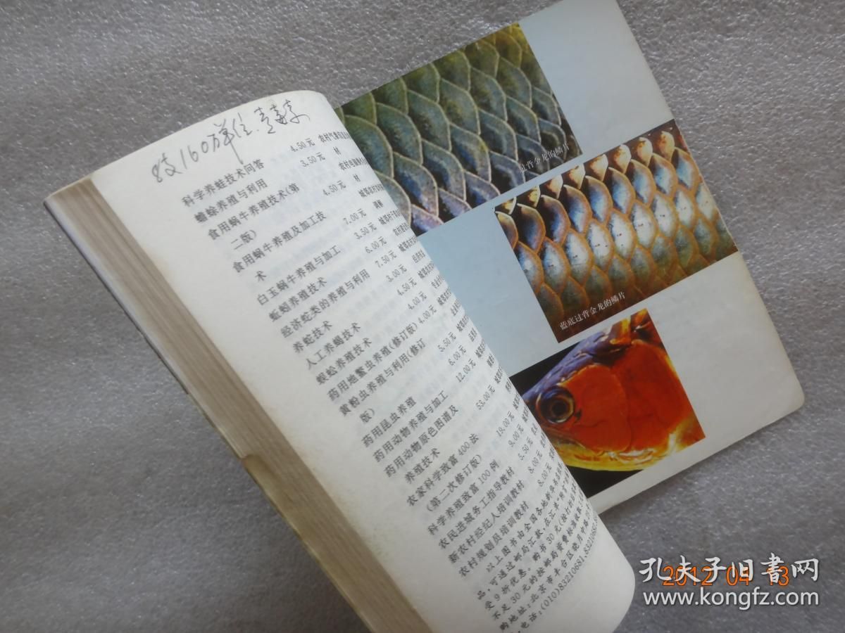 龍魚(yú)是否吃蝸牛（龍魚(yú)可以吃蝸牛嗎，） 龍魚(yú)是否吃蝸牛（龍魚(yú)可以吃蝸牛嗎，） 龍魚(yú)百科 第2張