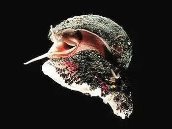 龍魚(yú)是否吃蝸牛（龍魚(yú)可以吃蝸牛嗎，） 龍魚(yú)是否吃蝸牛（龍魚(yú)可以吃蝸牛嗎，） 龍魚(yú)百科 第3張
