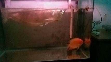 半米長銀龍魚值多少錢一條（半米長的銀龍魚價格多少錢一條銀龍魚多少錢一條）