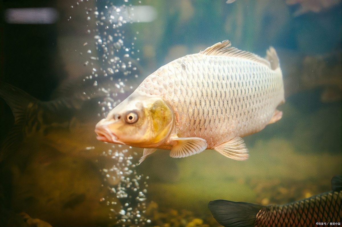龍魚身上有白色絮狀物能用消炎藥抹嗎