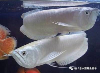 龍魚燈光開多長時間好