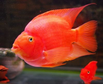 發財魚跟龍魚可以混養嗎：發財魚和龍魚可以混養嗎