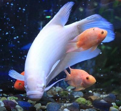 發財魚跟龍魚可以混養嗎：發財魚和龍魚可以混養嗎