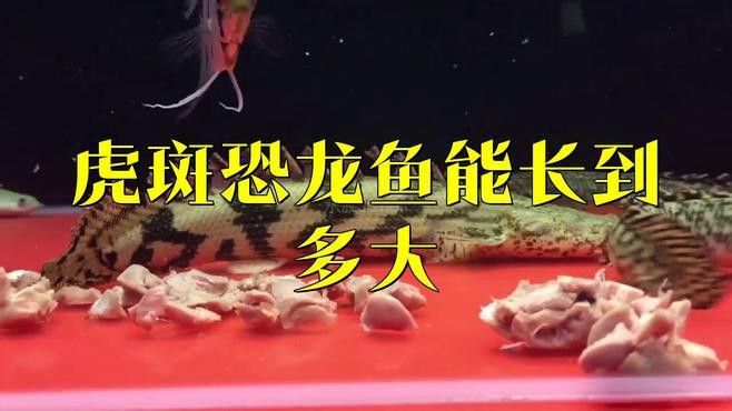 恐龍魚哪個品種比較好養一點