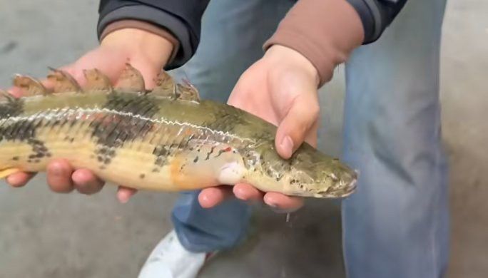 恐龍魚哪個品種比較好養一點