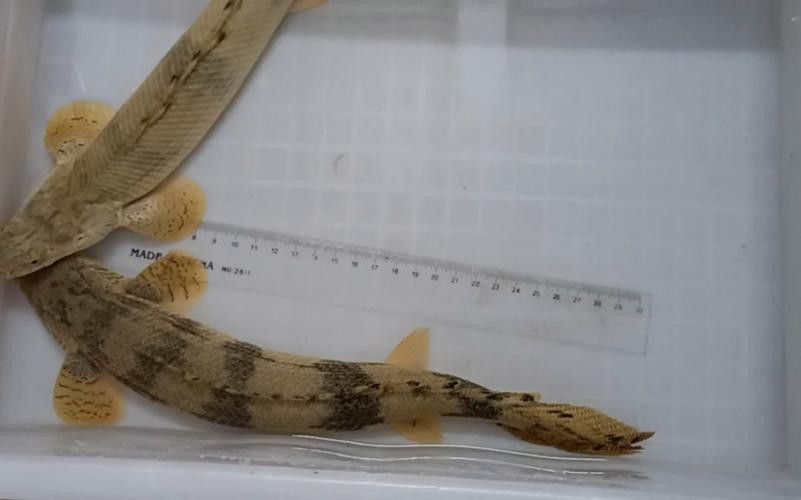恐龍魚哪個品種比較好養一點