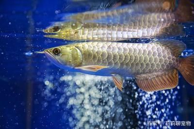 龍魚腸胃不舒服的表現:龍魚的腸胃不適通常表現為食欲下降、活力減退和排泄物異常 龍魚百科 第2張 龍魚腸胃不舒服的表現:龍魚的腸胃不適通常表現為食欲下降、活力減退和排泄物異常 龍魚腸胃不舒服的表現:龍魚的腸胃不適通常表現為食欲下降、活力減退和排泄物異常 龍魚百科 第2張