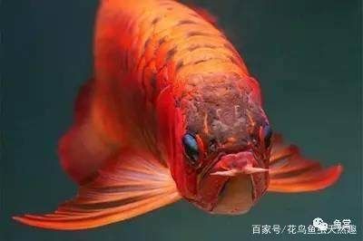龍魚腸胃不舒服的表現:龍魚的腸胃不適通常表現為食欲下降、活力減退和排泄物異常 龍魚百科 第3張 龍魚腸胃不舒服的表現:龍魚的腸胃不適通常表現為食欲下降、活力減退和排泄物異常 龍魚腸胃不舒服的表現:龍魚的腸胃不適通常表現為食欲下降、活力減退和排泄物異常 龍魚百科 第3張
