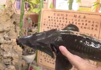 龍魚泡藥用的什么藥：鹽浴治療龍魚的注意事項，