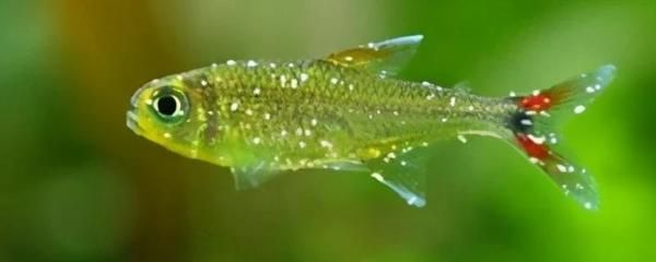 紅龍魚趴缸是怎么回事:紅龍魚趴缸是什么原因造成的?全面解析與解決方案 龍魚百科 第2張 紅龍魚趴缸是怎么回事:紅龍魚趴缸是什么原因造成的?全面解析與解決方案 紅龍魚趴缸是怎么回事:紅龍魚趴缸是什么原因造成的?全面解析與解決方案 龍魚百科 第2張