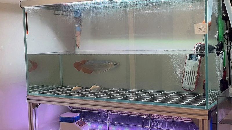 紅龍趴缸如何治療 紅龍趴缸如何治療 龍魚百科 第3張