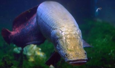 海象魚生活習(xí)性研究（海象魚的生活習(xí)性）