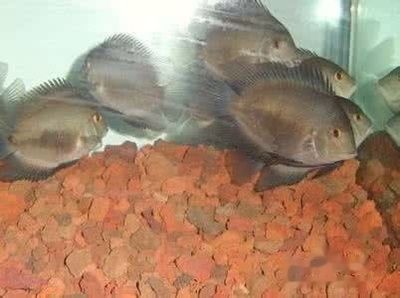 如何檢測黑云魚的免疫狀態？：黑云魚的免疫狀態可以通過多種方式進行檢測