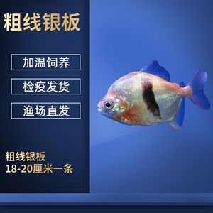 如何檢測黑云魚的免疫狀態？：黑云魚的免疫狀態可以通過多種方式進行檢測