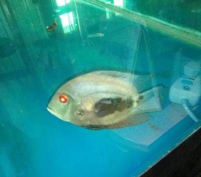 如何檢測黑云魚的免疫狀態？：黑云魚的免疫狀態可以通過多種方式進行檢測
