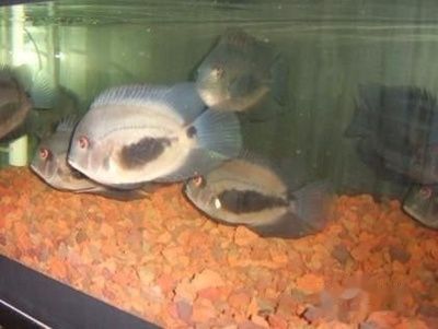 如何檢測黑云魚的免疫狀態？：黑云魚的免疫狀態可以通過多種方式進行檢測