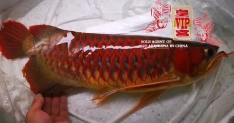 龍魚缸的標準尺寸是多少：龍魚受傷后如何快速恢復