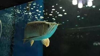 龍魚開小夜燈會影響休息嗎：開小夜燈對龍魚的休息有影響嗎，龍魚開小夜燈對龍魚的影響