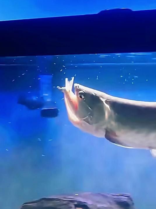 銀龍魚咬不咬人 銀龍魚咬不咬人 龍魚百科 第2張