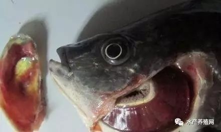 月光鴨嘴魚腸炎病癥狀識別：月光鴨嘴魚腸炎病因探究月光鴨嘴魚腸炎病因探究