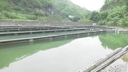 安龍魚苗批發(fā)市場：安龍縣魚苗批發(fā)市場