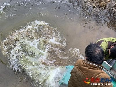 安龍魚苗批發(fā)市場：安龍縣魚苗批發(fā)市場