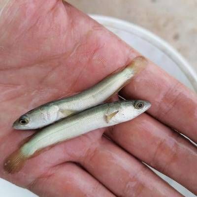 安龍魚苗批發(fā)市場：安龍縣魚苗批發(fā)市場