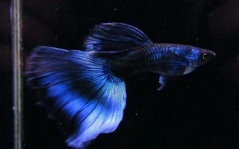 龍魚缸晚上需要開個小燈嗎：龍魚缸晚上一般不需要開燈，以免影響它們的正常休息和生長