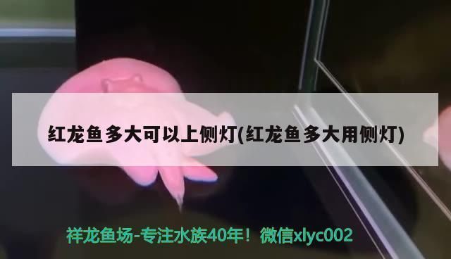 紅龍魚多少公分開始打側燈（紅龍魚打側燈的最佳時機）